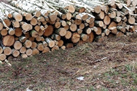 Drewno kominkowe brzoza