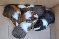 Sprzedam świnki morskie